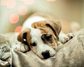 一个狗狗最新爆料图片视频 第1张 一个狗狗最新爆料图片视频 第1张