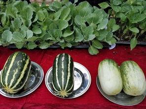 娱乐吃瓜壁纸图片,揭秘吃瓜群众背后的故事 第1张 娱乐吃瓜壁纸图片,揭秘吃瓜群众背后的故事 第1张